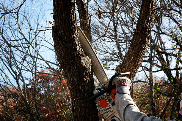 How Our Tree Care Process Works  in  Islip Terrace, NY